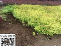 金焰绣线菊_最新价格_金焰绣线菊产地_基地图片