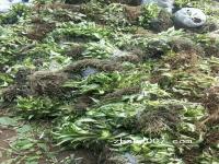 【玉簪】花叶玉簪_最新价格_玉簪图片_花叶玉簪基地直销